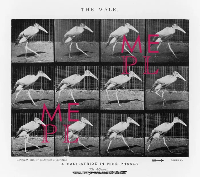  : MUYBRIDGE - ADJUTANTBIRD