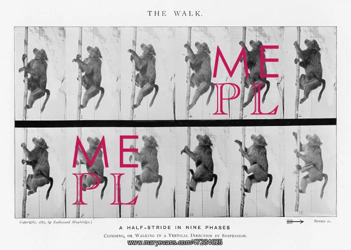  : MUYBRIDGE - BABOON