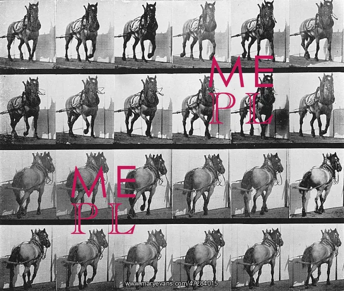 : MUYBRIDGE - CART HORSE : MUYBRIDGE - CART HORSE