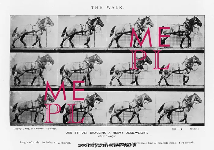  : MUYBRIDGE - CART HORSE2