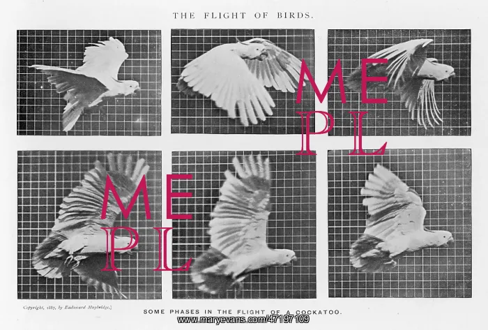  : muybridge - Cockatoo Flies