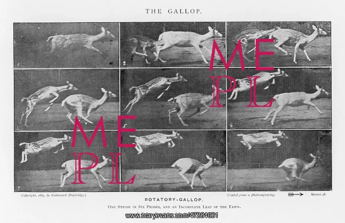  : MUYBRIDGE - DEER