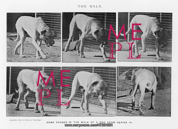  : MUYBRIDGE - DOG
