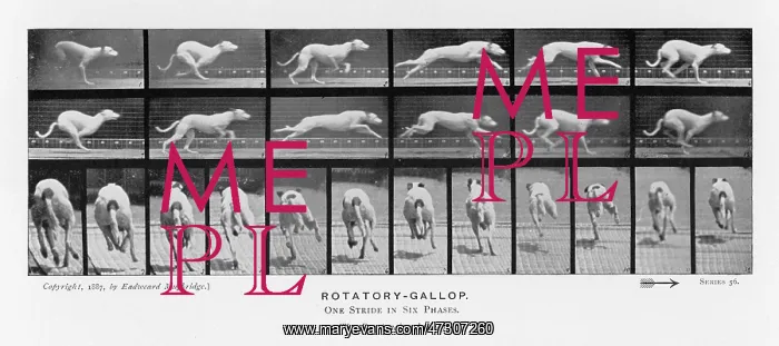 : MUYBRIDGE - DOG GALLOP 1 : MUYBRIDGE - DOG GALLOP 1