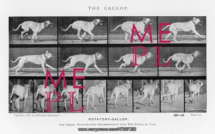 : MUYBRIDGE - DOG GALLOP 2 : MUYBRIDGE - DOG GALLOP 2
