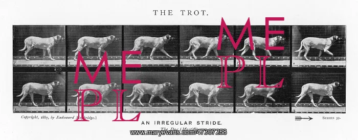  : MUYBRIDGE - DOG TROT 2