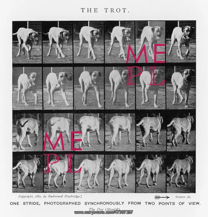 : MUYBRIDGE - DOG TROT : MUYBRIDGE - DOG TROT