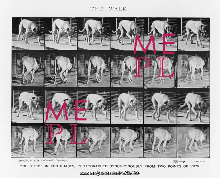 : MUYBRIDGE - DOG WALK : MUYBRIDGE - DOG WALK