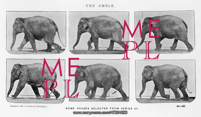  : MUYBRIDGE - ELEPHANT
