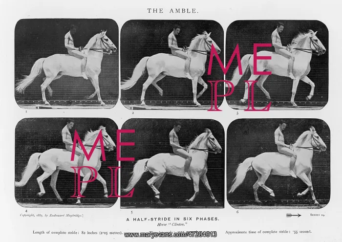  : MUYBRIDGE - HORSE AMBLE