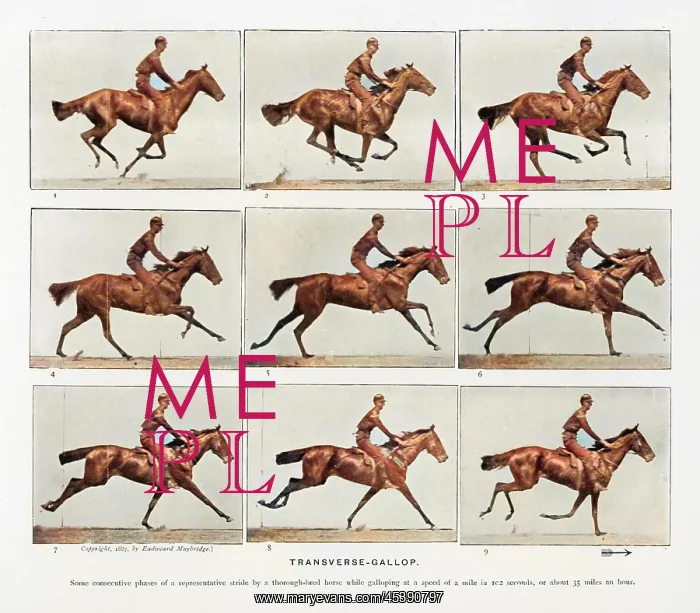  : Muybridge - Horse Galloping