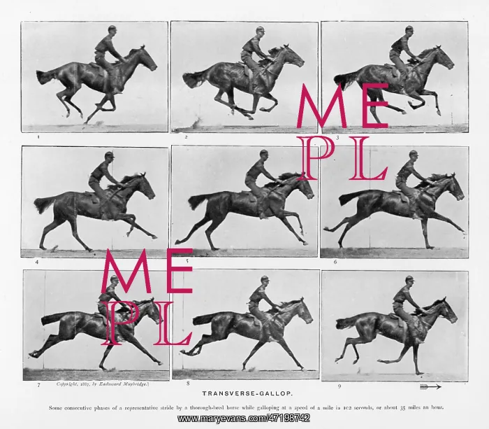  : Muybridge - Horse Galloping