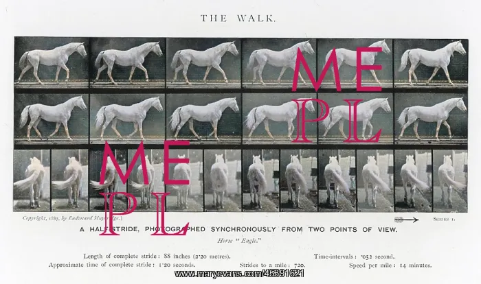  : MUYBRIDGE - HORSE WALK