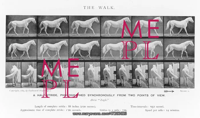  : MUYBRIDGE - HORSE WALK