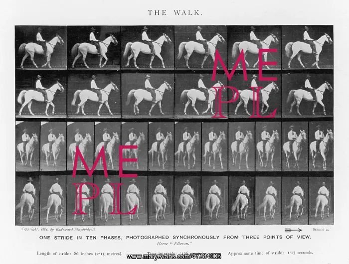  : MUYBRIDGE - HORSE WALK