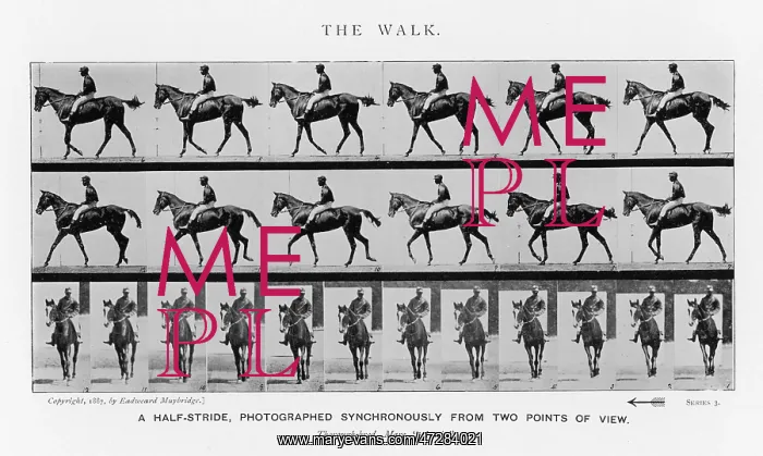  : MUYBRIDGE - RACE HORSE