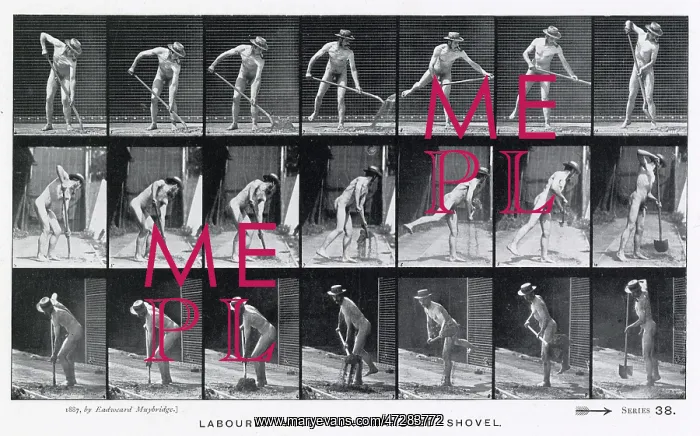  : Muybridge - Shovel