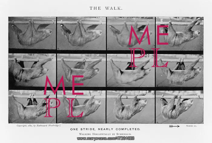  : MUYBRIDGE - SLOTH