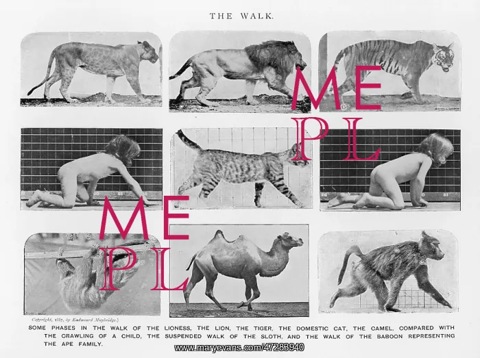 : MUYBRIDGE -VARIOUS WALK : MUYBRIDGE -VARIOUS WALK