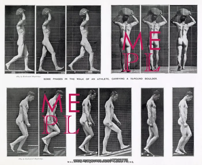 : MUYBRIDGE - WALKING : MUYBRIDGE - WALKING