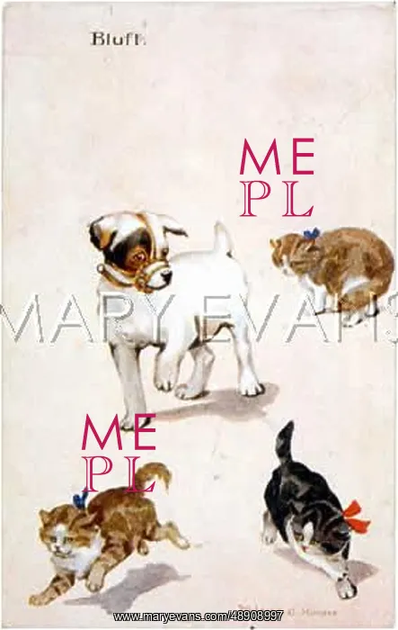  : MUZZLE SCARES KITTENS