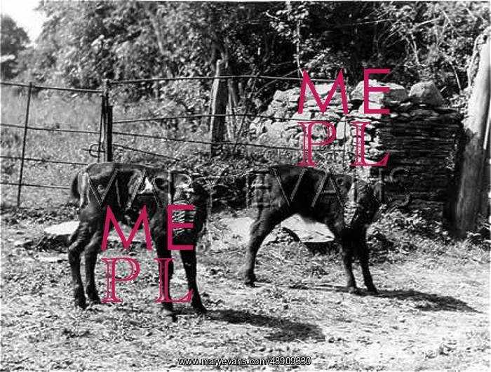 : MUZZLED CALVES : MUZZLED CALVES