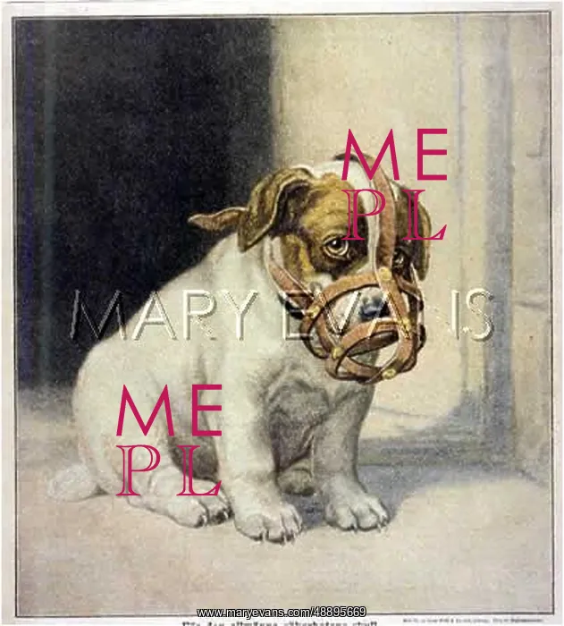 : MUZZLED PUPPY : MUZZLED PUPPY