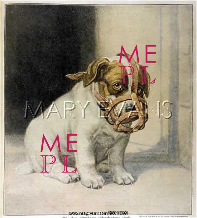  : MUZZLED PUPPY