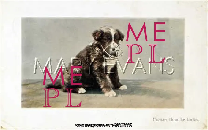  : MUZZLED PUPPY PHOTO