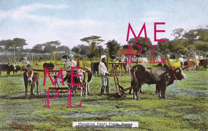 : Myanmar - Ploughing Paddy Fields with teams of Oxen : Myanmar - Ploughing Paddy Fields with teams of Oxen