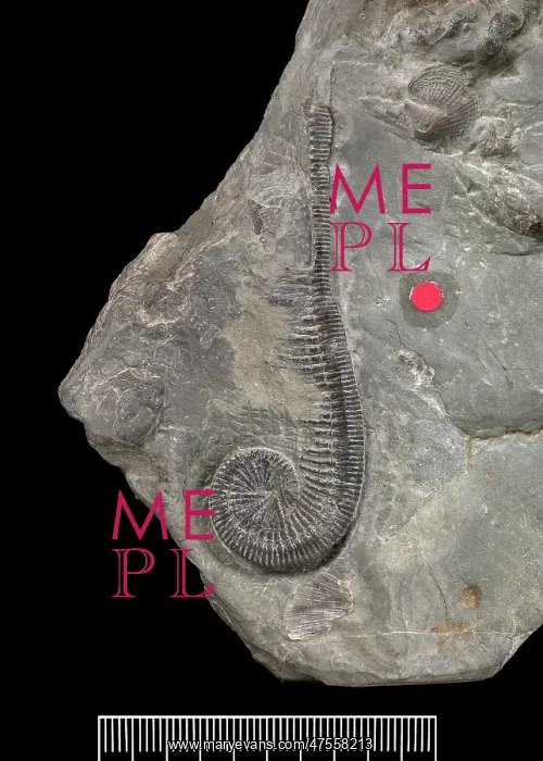 : Myedactylus flecheri (Salter) : Myedactylus flecheri (Salter)