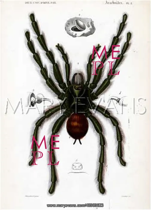  : MYGALE AVICULARIA