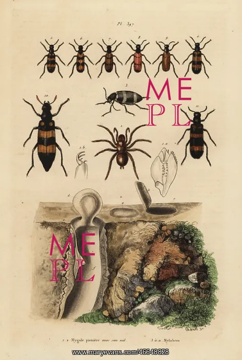 : Mygalomorph trapdoor spider and its nest : Mygalomorph trapdoor spider and its nest