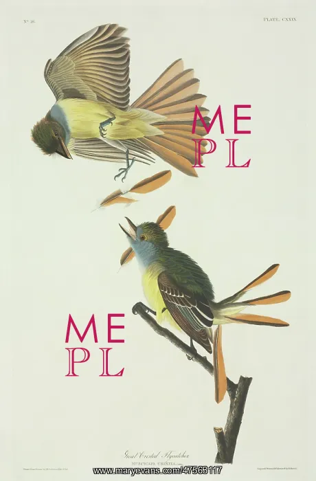 : Myiarchus crinitus, great-crested flycatcher : Myiarchus crinitus, great-crested flycatcher