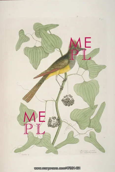 : Myiarchus crinitus, great crested flycatcher : Myiarchus crinitus, great crested flycatcher