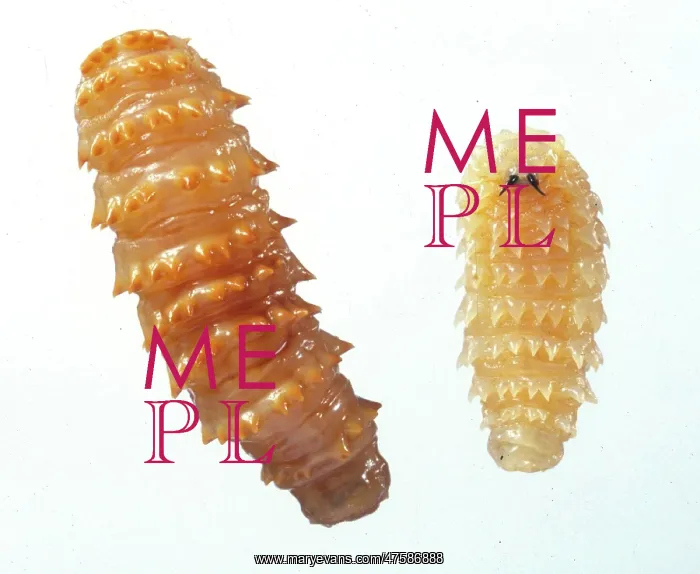 : Myiasis causing flies : Myiasis causing flies