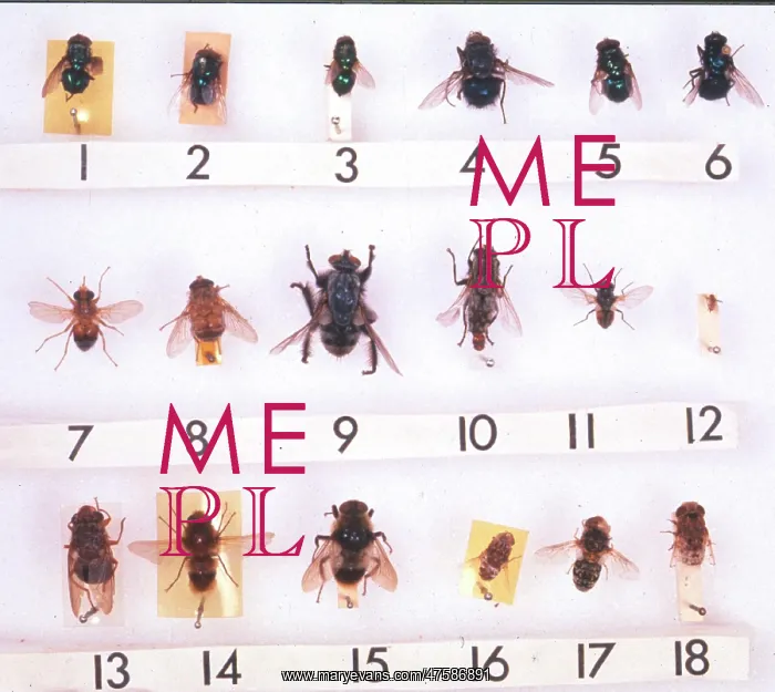 : Myiasis species : Myiasis species