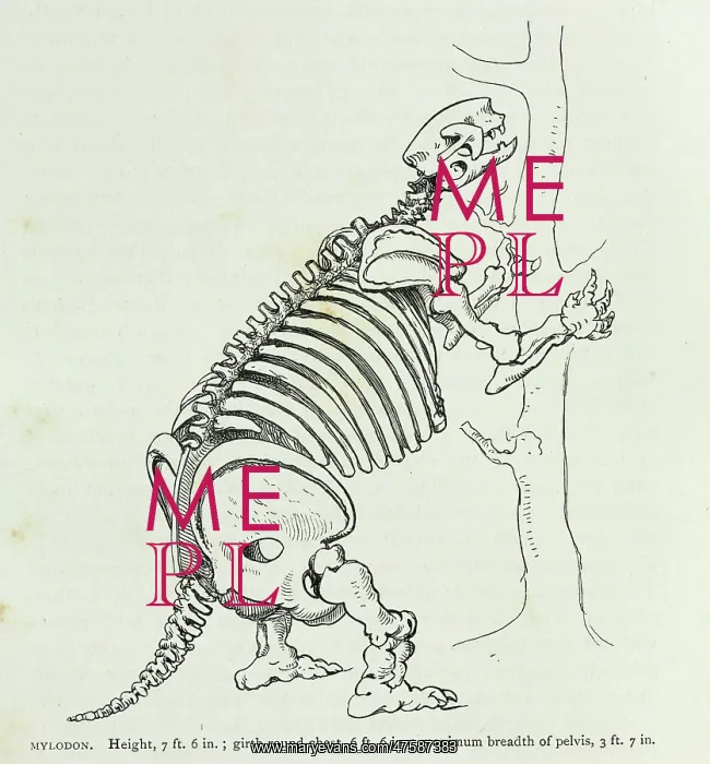 : Mylodon. Illustration (p.140) from Charles Darwin's Journal of Researches : Mylodon. Illustration (p.140) from Charles Darwin's Journal of Researches
