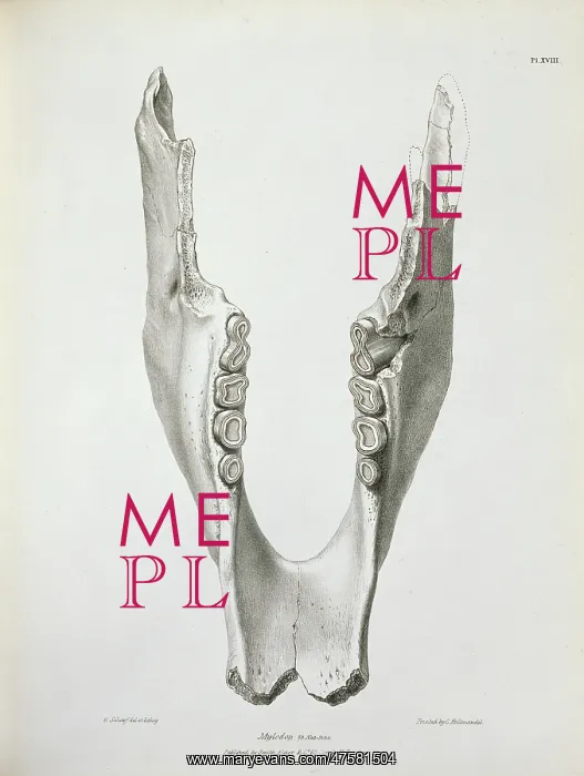 : Mylodon darwinii, ground sloth : Mylodon darwinii, ground sloth