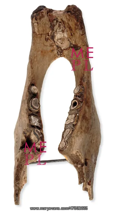 : Mylodon darwinii, ground sloth : Mylodon darwinii, ground sloth