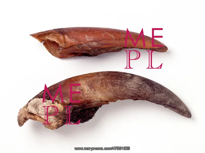 : Mylodon darwinii, ground sloth toenails : Mylodon darwinii, ground sloth toenails