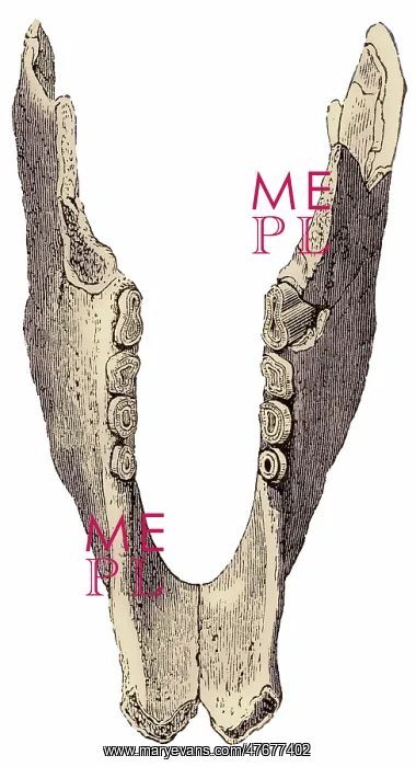 : Mylodon Jaw, Illustration : Mylodon Jaw, Illustration