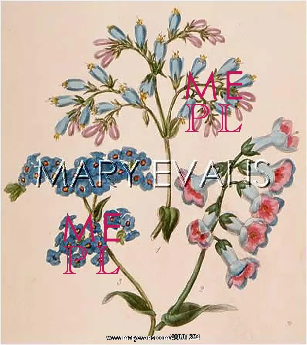  : MYOSOTIS & OTHERS