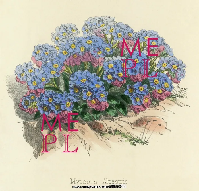  : MYOSOTIS ALPESTRIS