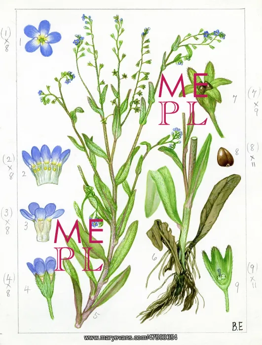 : Myosotis caespitosa - tufted forget-me-not : Myosotis caespitosa - tufted forget-me-not