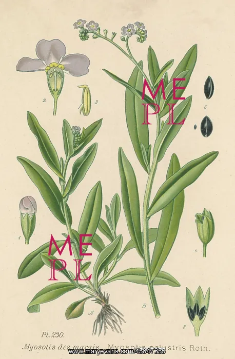  : MYOSOTIS PALUSTRIS