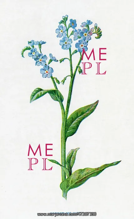  : MYOSOTIS PALUSTRIS