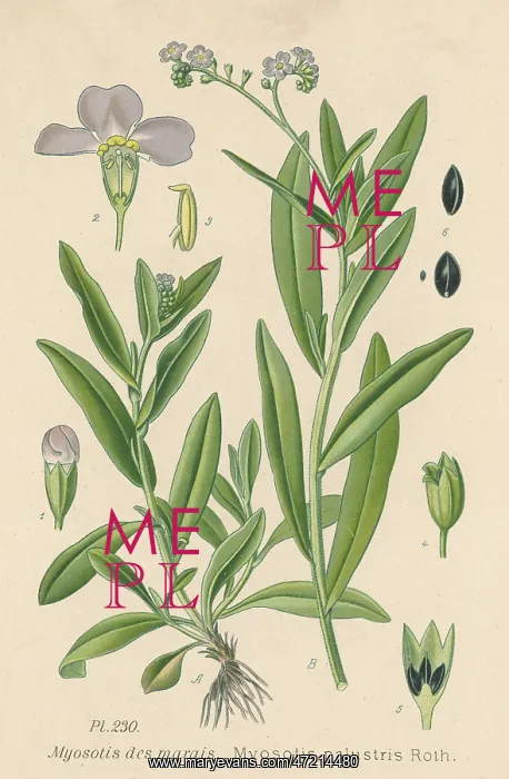  : MYOSOTIS PALUSTRIS