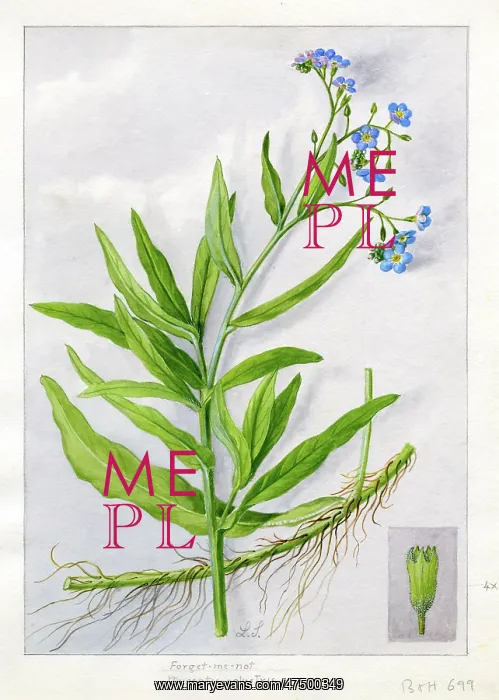 : Myosotis palustris - true forget-me-not : Myosotis palustris - true forget-me-not