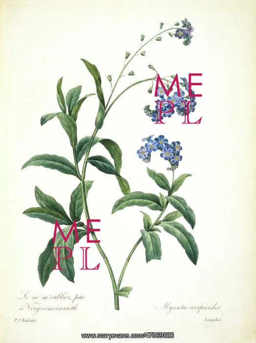 : Myosotis scorpiodes, Forget-me-not : Myosotis scorpiodes, Forget-me-not